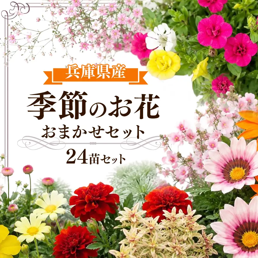 季節の花苗24苗セット珍しい宿根と季節の花苗 | 季節 お花 フラワー ガーデニング 苗 兵庫県 上郡町