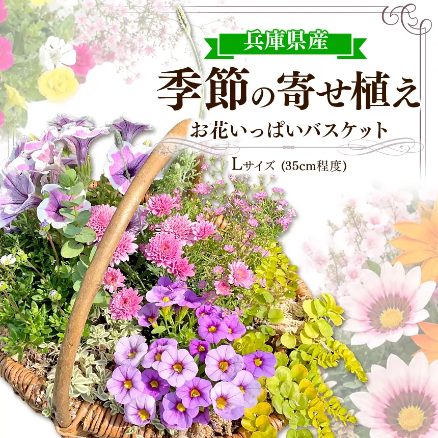 お花一杯バスケット寄せ植え Lサイズ(35cm程度) 季節の寄せ植え | お花 フラワー バスケット ガーデニング 寄せ植え 兵庫県 上郡町