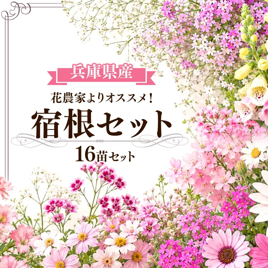 花農家よりおススメ 希少な宿根と季節の宿根セット 16苗 | おすすめ 宿根草 セット かわいい 華やか 兵庫県 上郡町