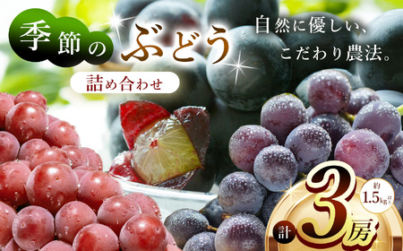 【先行予約】季節のぶどう詰め合わせ3房入り(約1.5kg～) 12月先行予約開始 | フルーツ ぶどう 詰合せ 兵庫県 上郡町【発送は2026年9月1日～2026年9月30日頃予定】