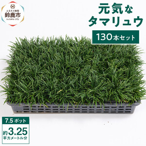 【産地直送】元気なタマリュウ(7.5pot)130本セット『約3.25平方メートル分』