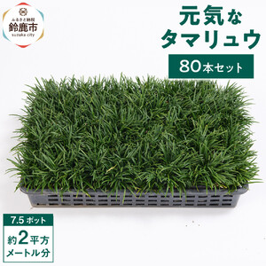 【産地直送】元気なタマリュウ(7.5pot)80本セット[約2平方メートル分]