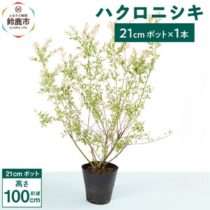 緑の力で地球を元気に!【ハクロニシキ】　21cmポット高さ100cm前後　新芽が綺麗で刈込に強い!