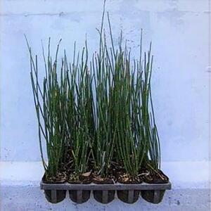 緑の力で地球を元気に!【トクサ】　10.5cmポット　20本セット　ビオトープ水鉢に　寄せ植えに!