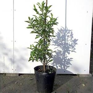 バナナの香りがする花!カラタネオガタマ(ポートワイン)  (ガーデニング用)