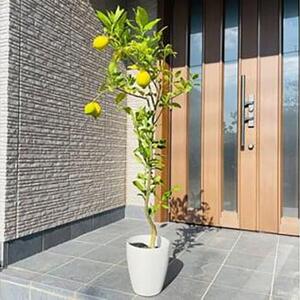 ＜2026年5月中旬頃発送＞レモンの木 果樹苗7号鉢カバーリスボンレモン自宅で収穫(ガーデニング用)