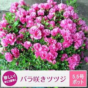 珍しい!年に2度咲くバラ咲きツツジ6号(18cm)鉢植え  (ガーデニング用)