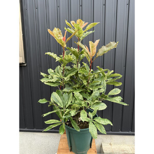 オオカナメモチ　ピンククリスピー　8号〈プラス樹〉