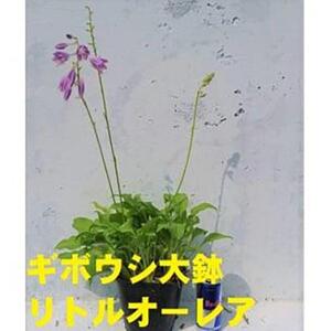 緑の力で地球を元気に!【リトルオーレア】15cmポット　ギボウシ　ホスタ　1鉢　日陰に彩りを