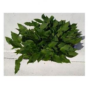 緑の力で地球を元気に!【ギボウシ】10.5cmポット　緑葉　日陰に彩りと涼しさを　20鉢