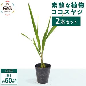 素敵な植物　ココスヤシ　2本セット
