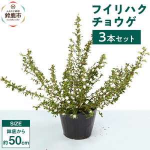 フイリハクチョウゲ　3本