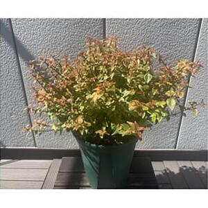 アベリア　レディーサマードリーム　7号　〈プラス樹〉