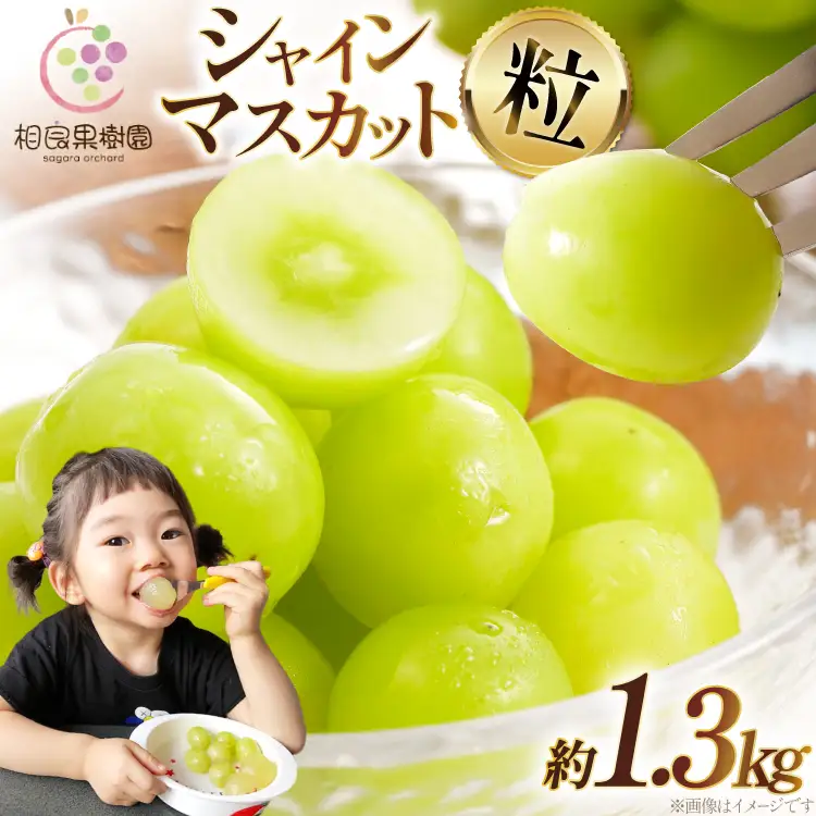 【期間限定発送】 訳あり シャインマスカット 箱 満杯詰め 粒 約1.3kg [相良果樹園 山形県 高畠町 tk06ayt350002]