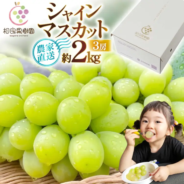 【期間限定発送】 シャインマスカット 3房 約2kg [相良果樹園 山形県 高畠町 tk06ayt350004]