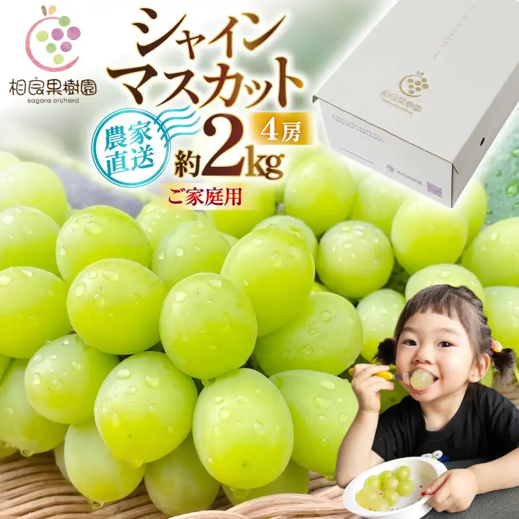 【期間限定発送】 シャインマスカット 箱 満杯詰め 4房 約2kg [相良果樹園 山形県 高畠町 tk06ayt350005]