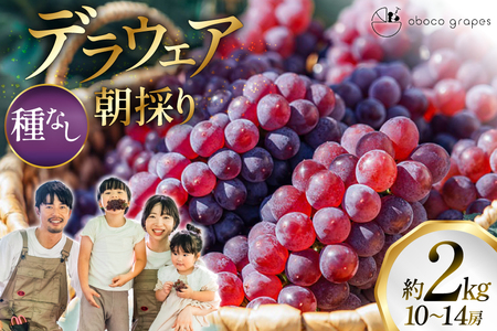 【期間限定発送】 ぶどう デラウェア 10～14房 約 2kg 朝採れ [oboco grapes 山形県 高畠町 tk06ayt250007]
