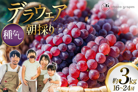 【期間限定発送】 ぶどう デラウェア 16～24房 約 3kg 朝採れ [oboco grapes 山形県 高畠町 tk06ayt250008]
