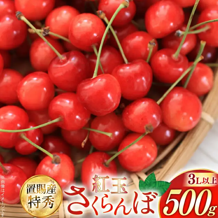 【期間限定発送】 さくらんぼ 置賜産 紅王 特秀 3L 以上 500g [JA山形おきたま 山形県 高畠町 tk06ays870053]