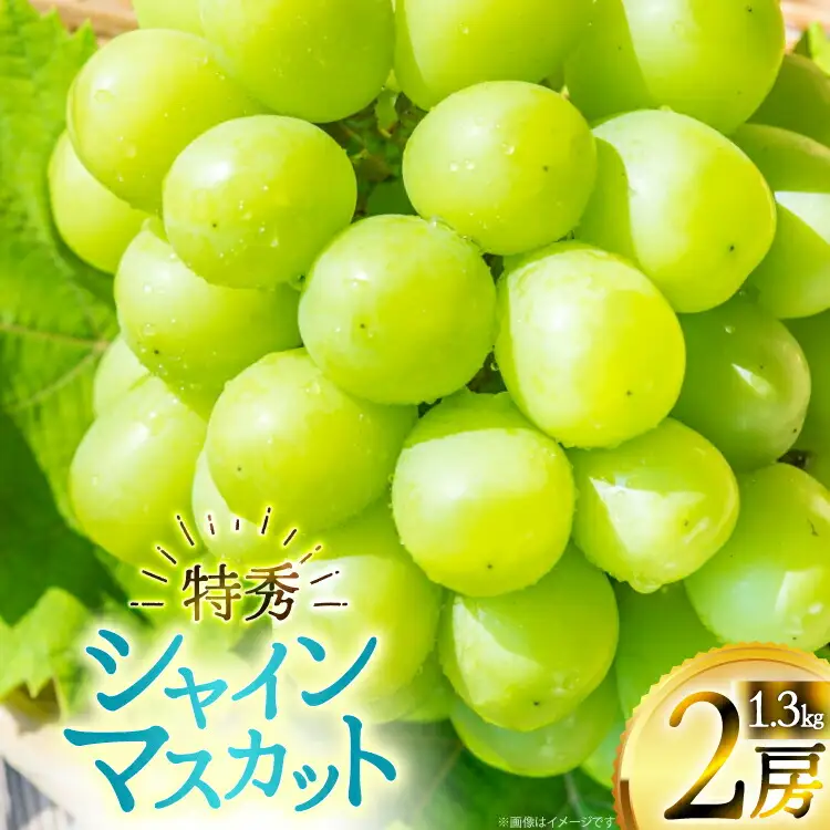 【期間限定発送】 シャインマスカット 特秀 2房 1.3kg [四釜昌和 山形県 高畠町 tk06ayt020005]
