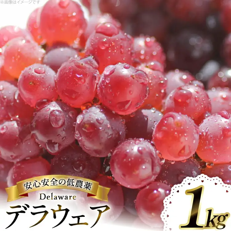 【期間限定発送】 デラウェア 1kg [大野農園 山形県 高畠町 tk06ayt050001]