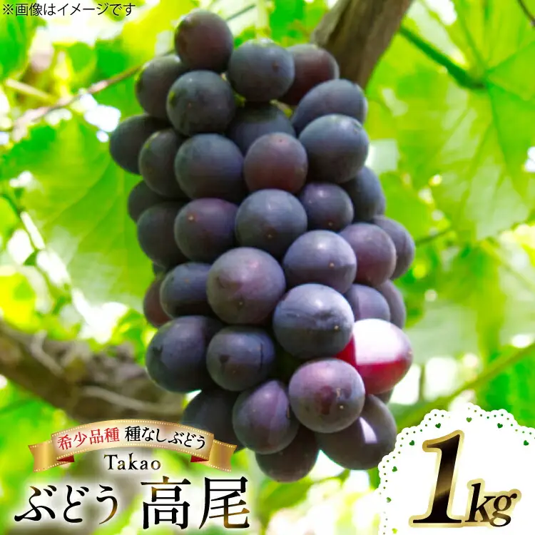 【期間限定発送】 ぶどう 高尾 1kg [大野農園 山形県 高畠町 tk06ayt050002]