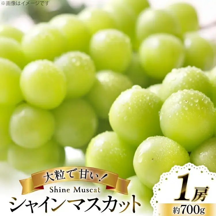 【期間限定発送】 シャインマスカット 1房 約700g [大野農園 山形県 高畠町 tk06ayt050003]