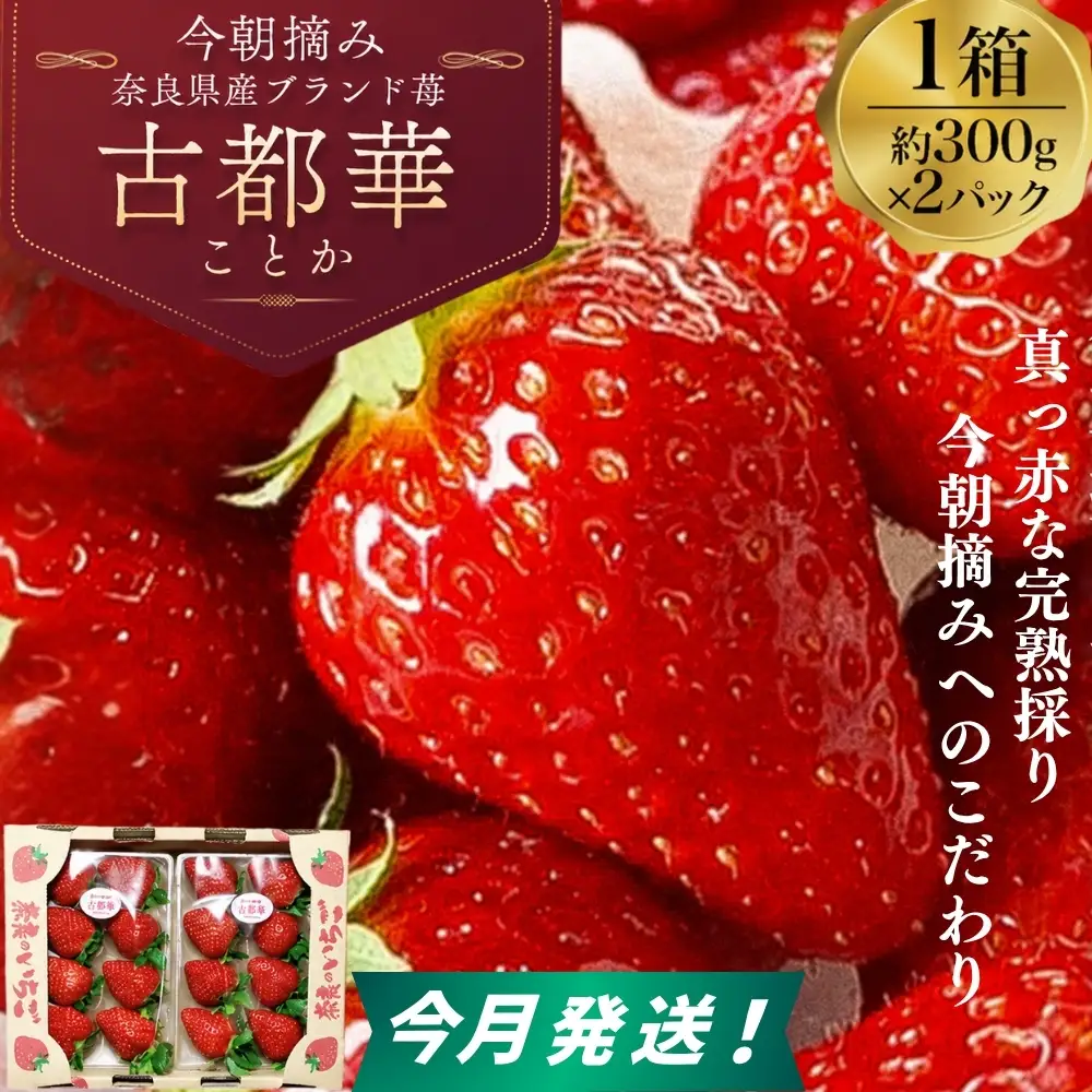 【今月発送！締め切り間近！】（冷蔵）古都華 600g （300g×2）／ いちご 丸笑いちご園 今朝摘み フルーツ 苺 イチゴ 果物 新鮮 完熟 朝採り 高級 甘い 奈良県 葛城市【maru001B】
