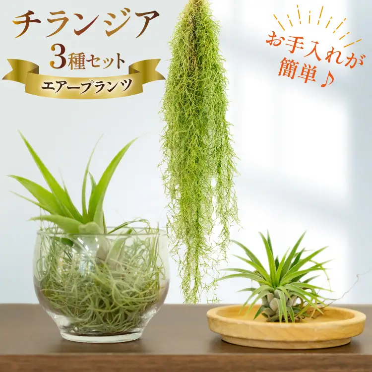 AI177 チランジア 3種 セット [長崎県 島原市]