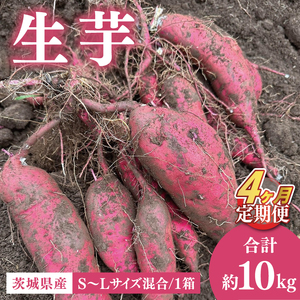 【2026年1月上旬から発送】【4ヶ月定期便】生芋10kg S～Lサイズ混合 1箱【芋 さつまいも サツマイモ  阿見町 茨城県】(56-17)