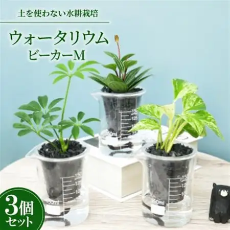 ウォータリウム　ビーカーM　炭植え3個セット【オススメの観葉植物でお届け】【配送不可地域：沖縄県】【1604668】