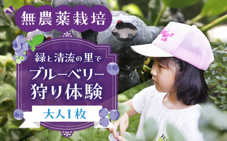 【食べ放題】ブルーベリー狩り体験チケット（大人 1枚）中学生以上 ブルーベリー 摘み取り 体験 ブルーベリー狩り フルーツ狩り 時間 無制限 下呂市【106-1】