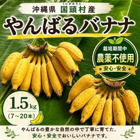 【栽培期間中農薬不使用】やんばるバナナ1.5kg(7～20本)【1579241】