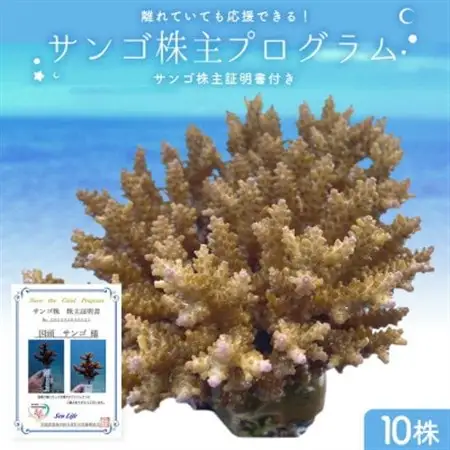 離れていても応援できる!国頭村の「サンゴ株主」プログラム10株【1581397】