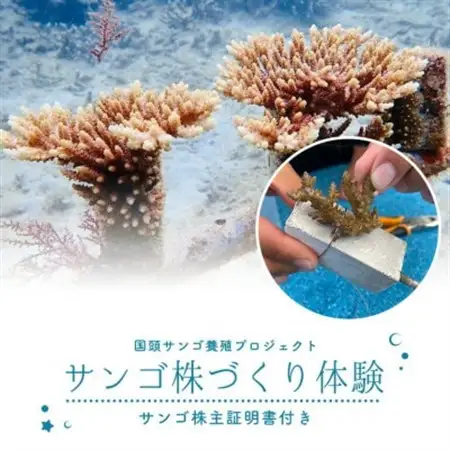 サンゴ株作り体験1名様(サンゴ証明書付き)【1588049】