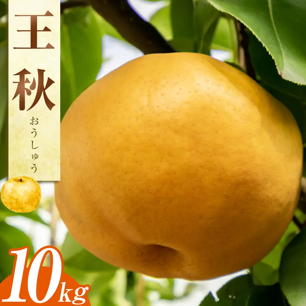 王秋梨 10kg（ＪＡ） ※2026年10月下旬～11月下旬頃に順次発送予定 梨