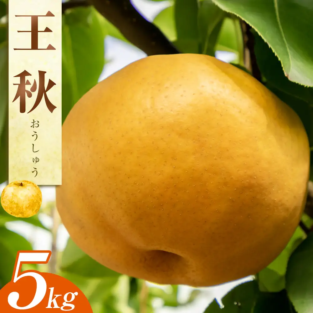 王秋梨  5kg（ＪＡ） ※2026年10月下旬～11月下旬頃に順次発送予定  梨