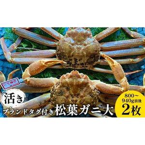 105.【活き】ブランドタグ付き松葉ガニ 大　800～940g前後　2枚◇《かに カニ 蟹 ズワイガニ》※2026年11月上旬～2027年3月上旬頃に順次発送予定