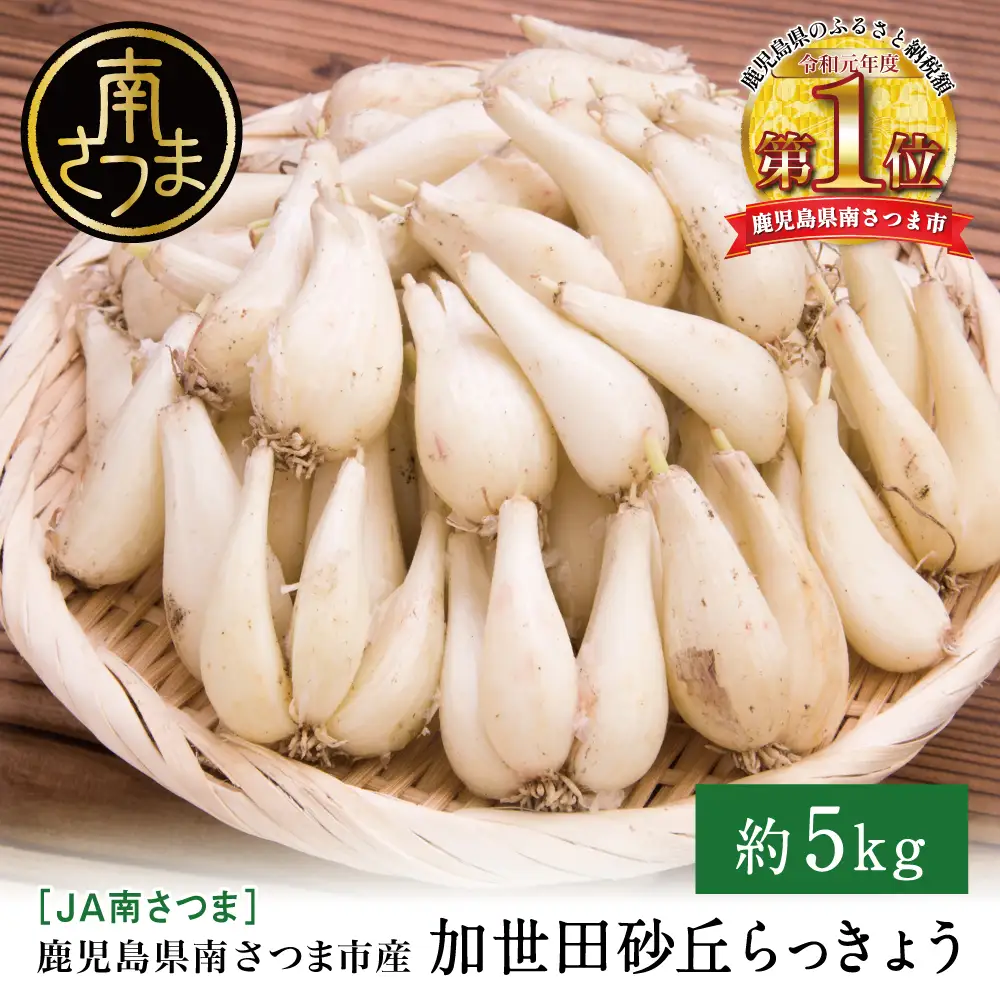 ◆5月中旬発送開始◆【鹿児島県南さつま市産】加世田砂丘らっきょう 約5kg ラッキョウ サラダ 天ぷら かき揚げ 酢味噌 特産品 野菜 旬 期間限定 JA 南さつま市