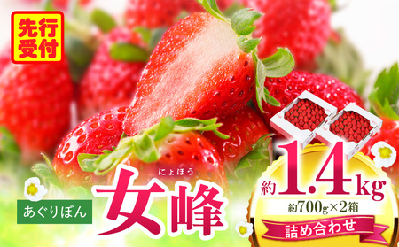 あぐりぼん　いちご「女峰」　詰め合わせ約1.4kg　（約700g×2箱）|いちご 果物 フルーツ デザート ストロベリー 果肉 スイーツ 甘い 国産 贈り物 贈答 プレゼント グルメ 人気 おすすめ 季節 旬 旬の果物 詰め合わせ 香川県 三木町 送料無料|_mk144-012