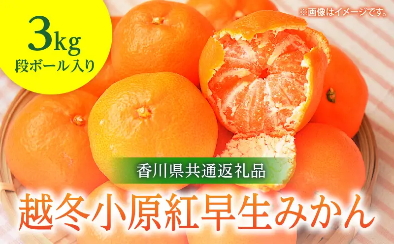 【先行予約】越冬小原紅早生みかん　3kg【香川県共通返礼品】|みかん フルーツ 果物 果実 小原紅早生 デザート 贈答 贈り物 柑橘 柑橘系 グルメ 人気 おすすめ 旬 旬のみかん 季節 季節のみかん 柑橘果物 果汁 香川県 三木町 送料無料|_mk025-001