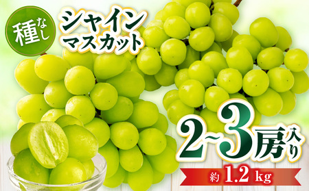 【先行受付】シャインマスカット 2～3房入り(約1.2kg) | マスカット ぶどう ブドウ 葡萄 果物 フルーツ 人気 香川 香川県 三木町 種なし 皮ごと食べられる ジューシー 旬 おすすめ |_mk006-034