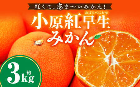 小原紅早生みかん　3.0kg | みかん 果物 デザート フルーツ お取り寄せ グルメ 柑橘 柑橘系 旬 旬の果物 家庭用 生鮮食品 贈り物 贈答 柑橘果物 おすすめ 人気 旬のみかん 季節 季節の果物 果汁 香川県 三木町 |_mk165-014