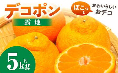 デコポン(露地)　5kg | デコポン みかん フルーツ 果物 旬 柑橘 デザート お裾分け 旬 旬の果物 おすすめ 人気 デザート 生鮮食品 果実 お取り寄せ 贈答用  贈り物 柑橘類 季節 季節の果物 柑橘系 香川県 三木町 |_mk165-007