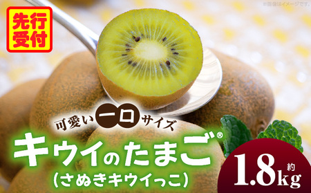 キウイフルーツ【キウイのたまごR】(キウイっこ)　約1.8kg | キウイ フルーツ 果物 旬 旬の果物 キウイフルーツ デザート 生鮮食品 贈り物 贈答 お裾分け おすすめ 人気 ギフト グルメ 特産品 果肉 季節 季節の果物 香川県 三木町 |_mk165-008