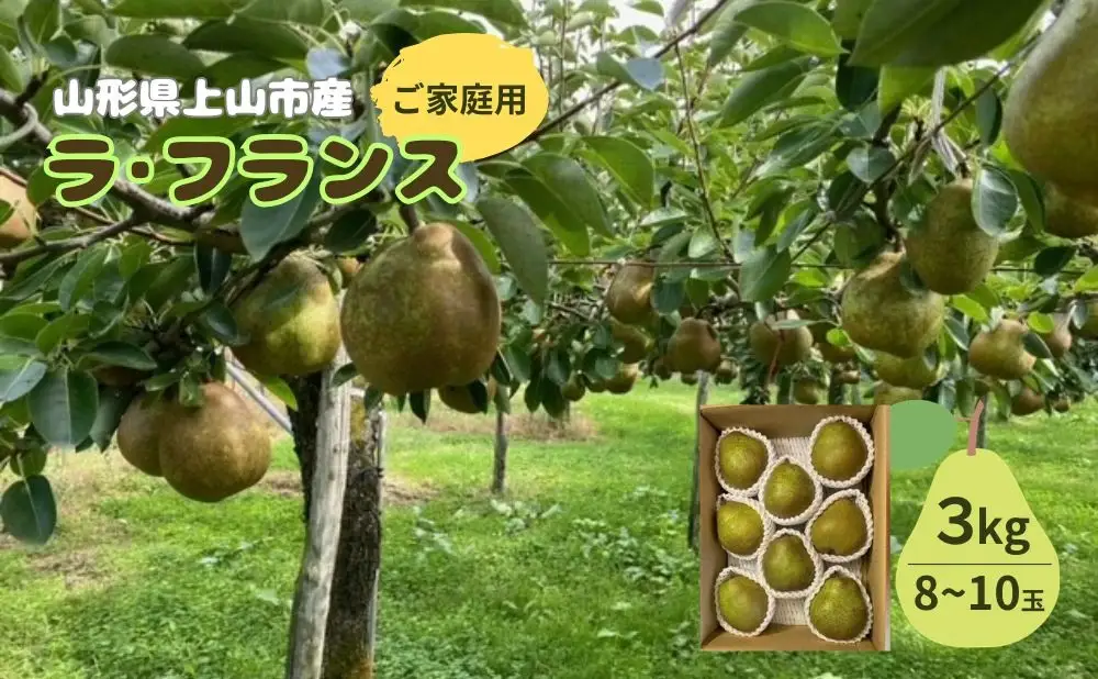 西洋梨（ラ・フランス）３ｋｇ　ご家庭用　0126-2602