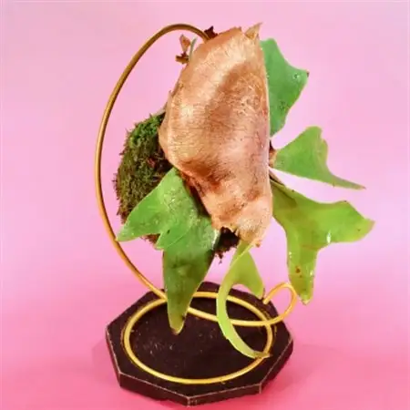 苔玉　ビカクシダ_花・観葉植物 観葉植物・苗木  _【1605626】