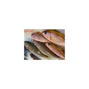 【泊漁港直送】 沖縄美ら海鮮魚4kgセット