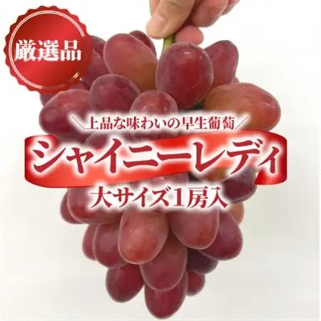 【希少品種】シャイニーレディ 厳選品 大1房 700g～ (岡山県産) オリジナルの贈答箱でお届け!【配送不可地域：離島】【1602099】