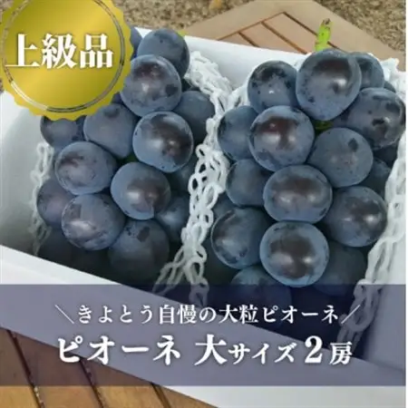 【上級品】ピオーネ 大2房入/計1.3kg～(岡山県産) 果樹園の人気葡萄! 贈答にもおすすめです【配送不可地域：離島】【1604053】